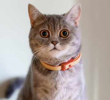 purebred pussycat