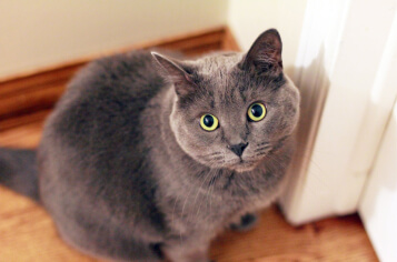 purebred pussycat